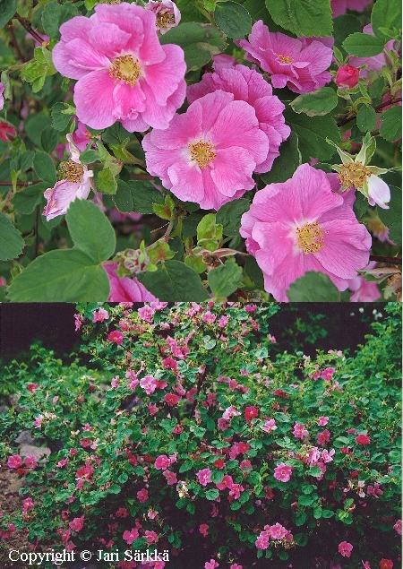 Rosa majalis  'Malvankukka'